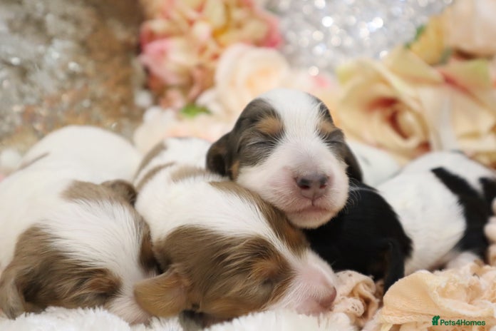 Miniature Dachshund dogs - Advert 12