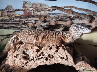 Monitor reptiles for sale - Advert 1