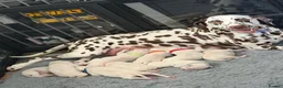 Dalmatian dogs for sale: 9 beautiful Dalmation puppies  - Advert 3