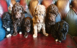 Cavapoo dogs for sale: Gorgeous f1bb Multicolour Cavapoo pups - Image 6