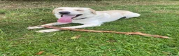 Borador dogs for sale: Bernie - Lab X Collie  - Advert 3