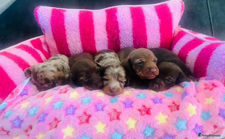 Miniature Dachshund dogs - Advert 3
