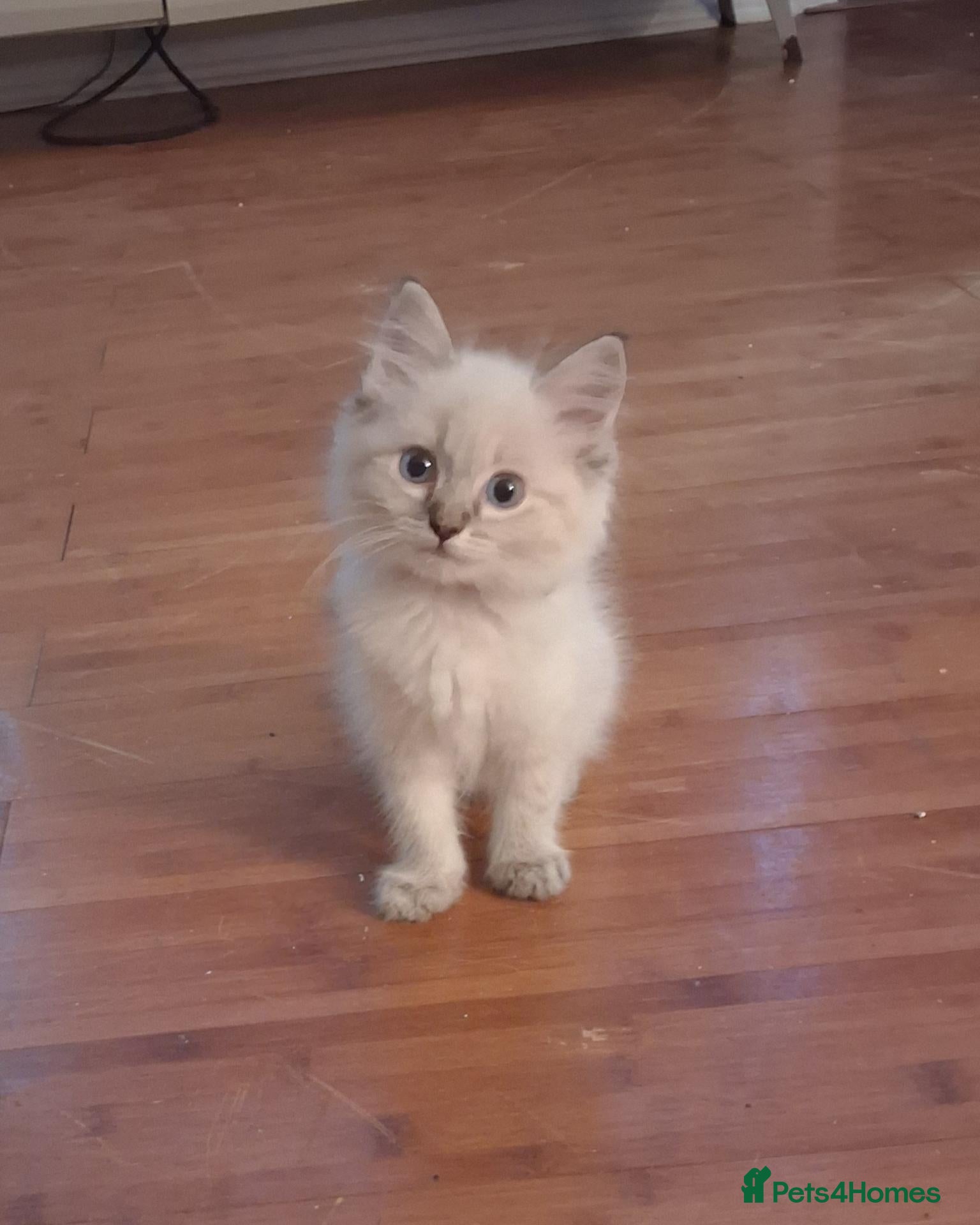 Ragdoll cats Beautiful Ragdoll Kittens - Advert 13