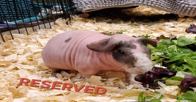 Guinea Pig rodents - Advert 8