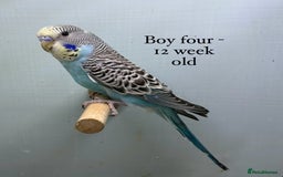Budgerigars birds for sale: 8 week old Beautiful baby Budgies - Image 5
