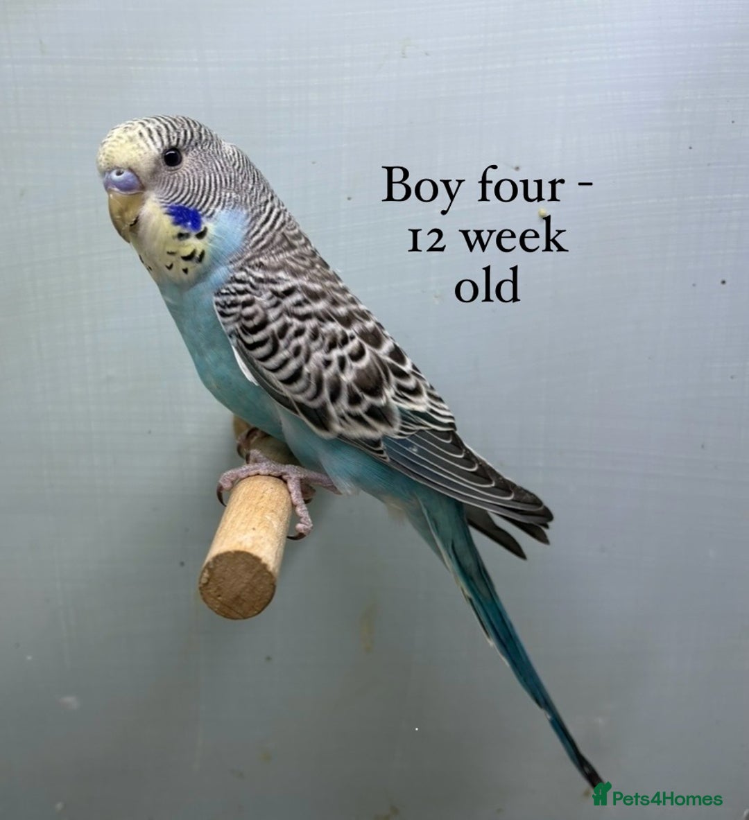 Budgerigars birds for sale: 8 week old Beautiful baby Budgies - Image 5