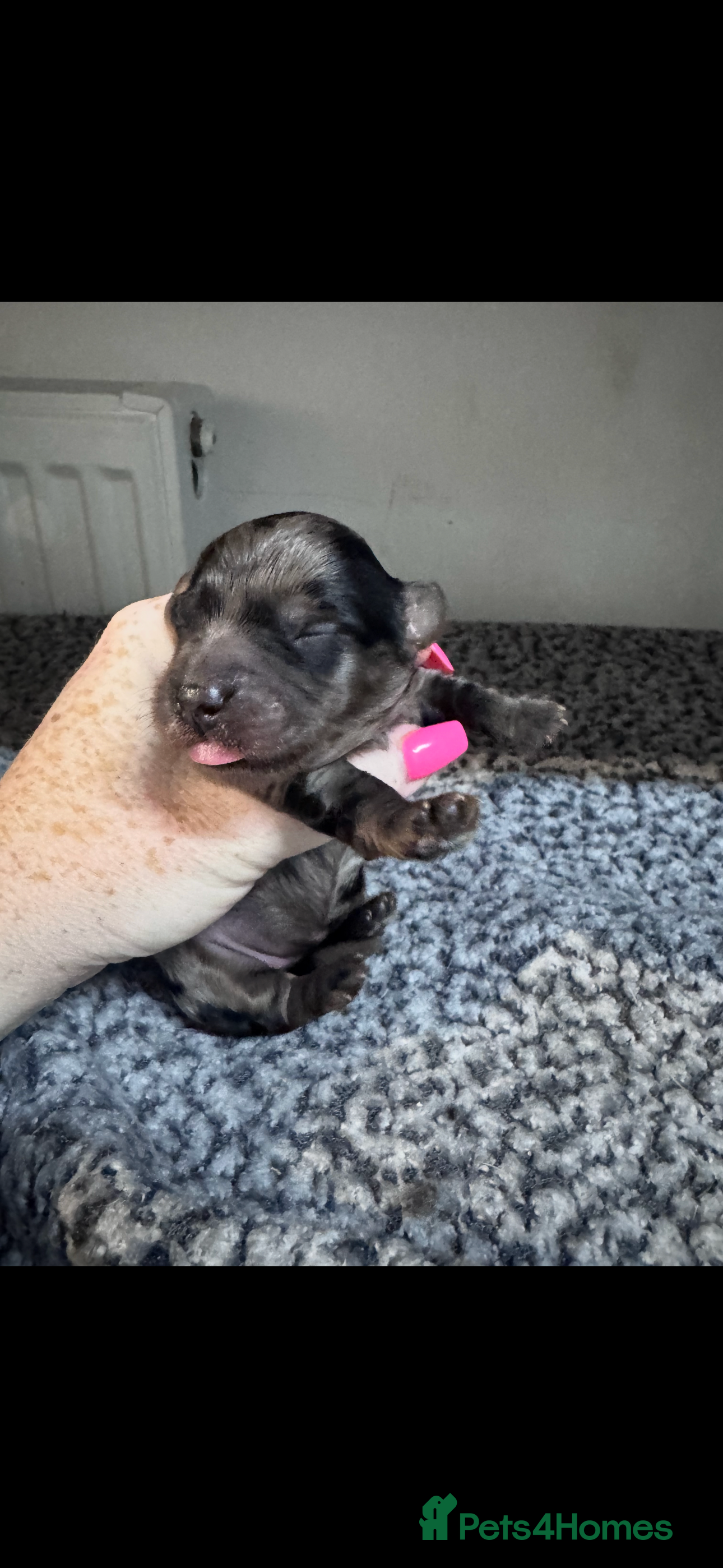 Yorkiepoo dogs Gorgeous litter of yorkipoos - Advert 5