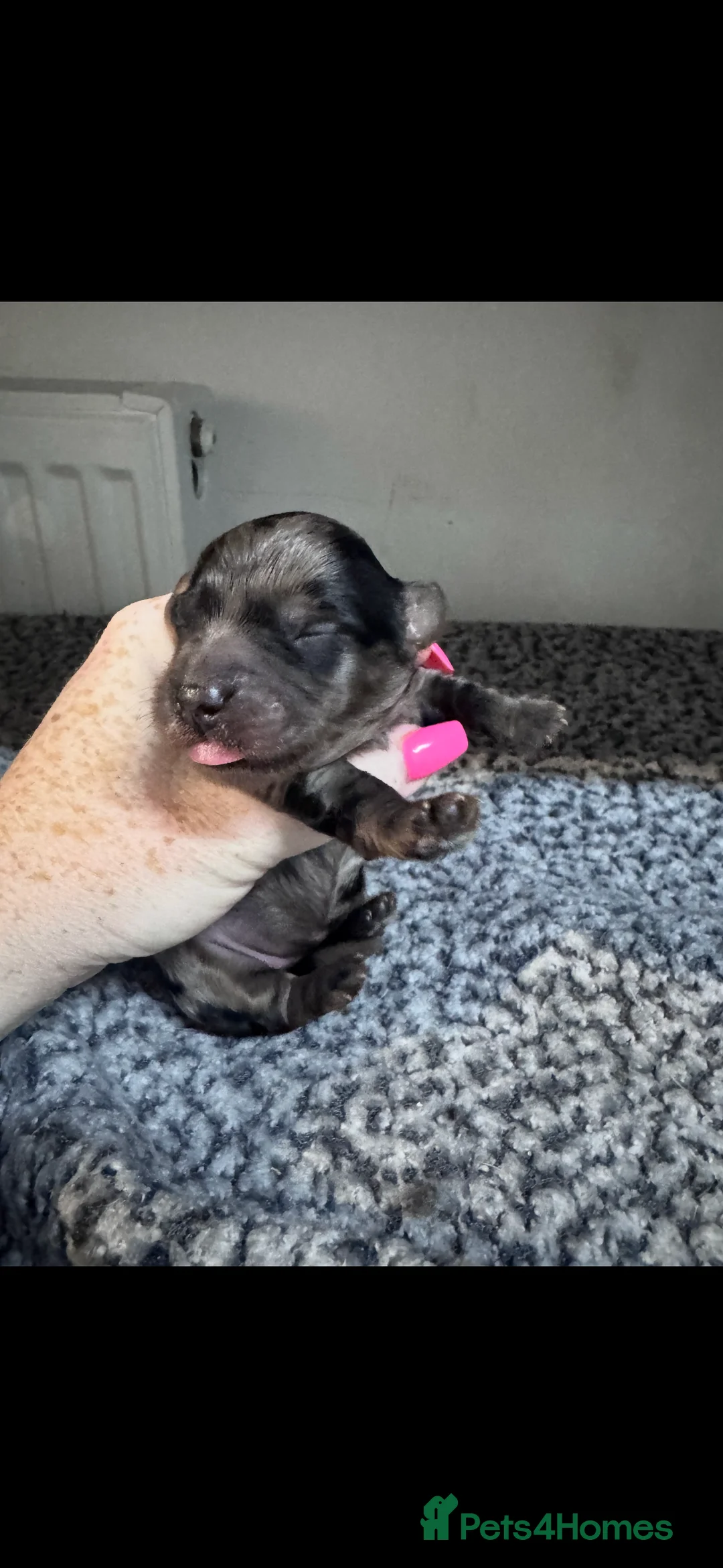 Yorkiepoo dogs for sale: Gorgeous litter of yorkipoos - Advert 1