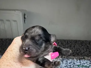 Yorkiepoo dogs Gorgeous litter of yorkipoos - Advert 7