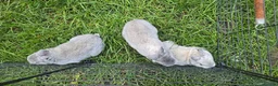 Rex rabbits for sale: 5 three and half week old chinchilla mini rex - Advert 2