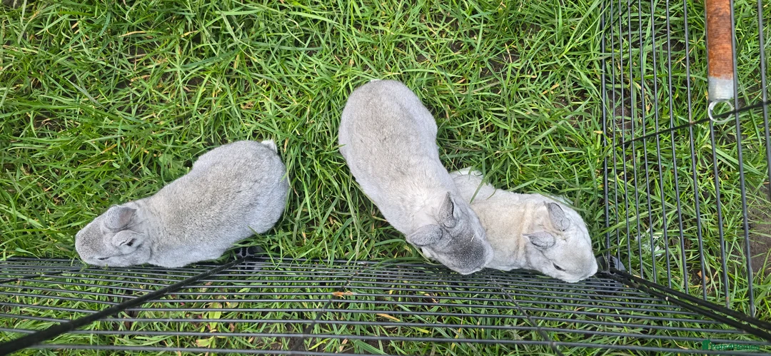 Rex rabbits for sale: 5 three and half week old chinchilla mini rex - Advert 2