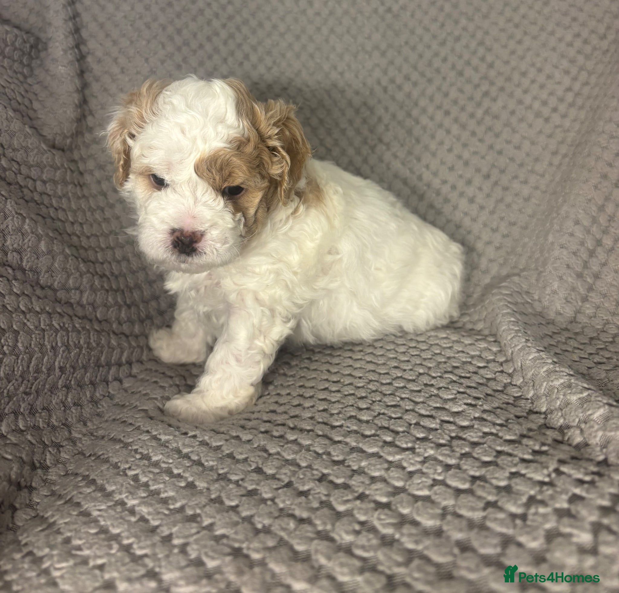 Maltipoo dogs MALTIPOO PUPPIES - Advert 1