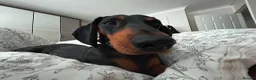 Dachshund dogs for sale: Dog to rehome - Advert 17