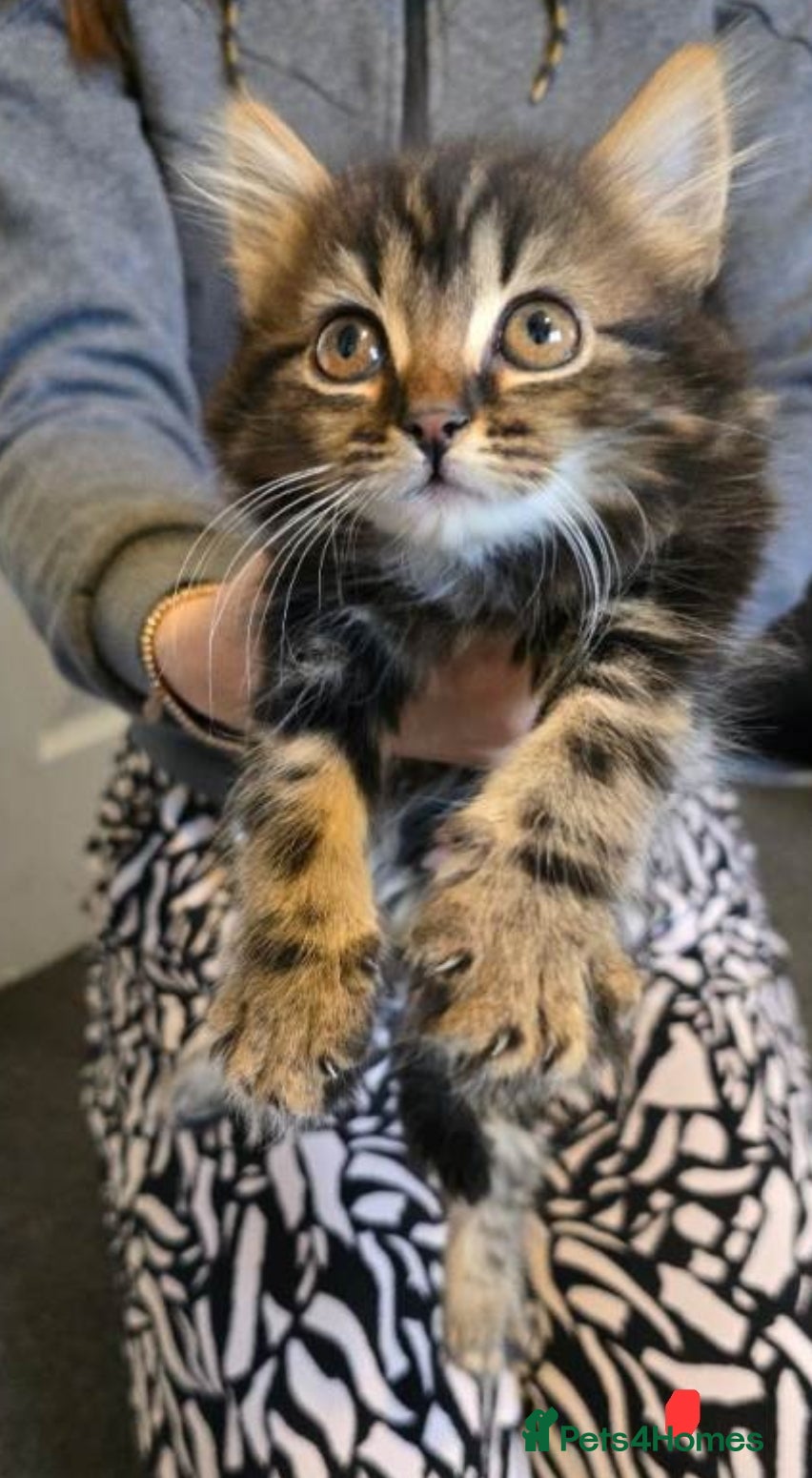 Mixed Breed cats Maincoon x tabby kittens  - Advert 3
