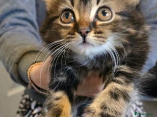 Mixed Breed cats Maincoon x tabby kittens - Advert 6