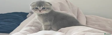 Scottish Fold Kitten 5