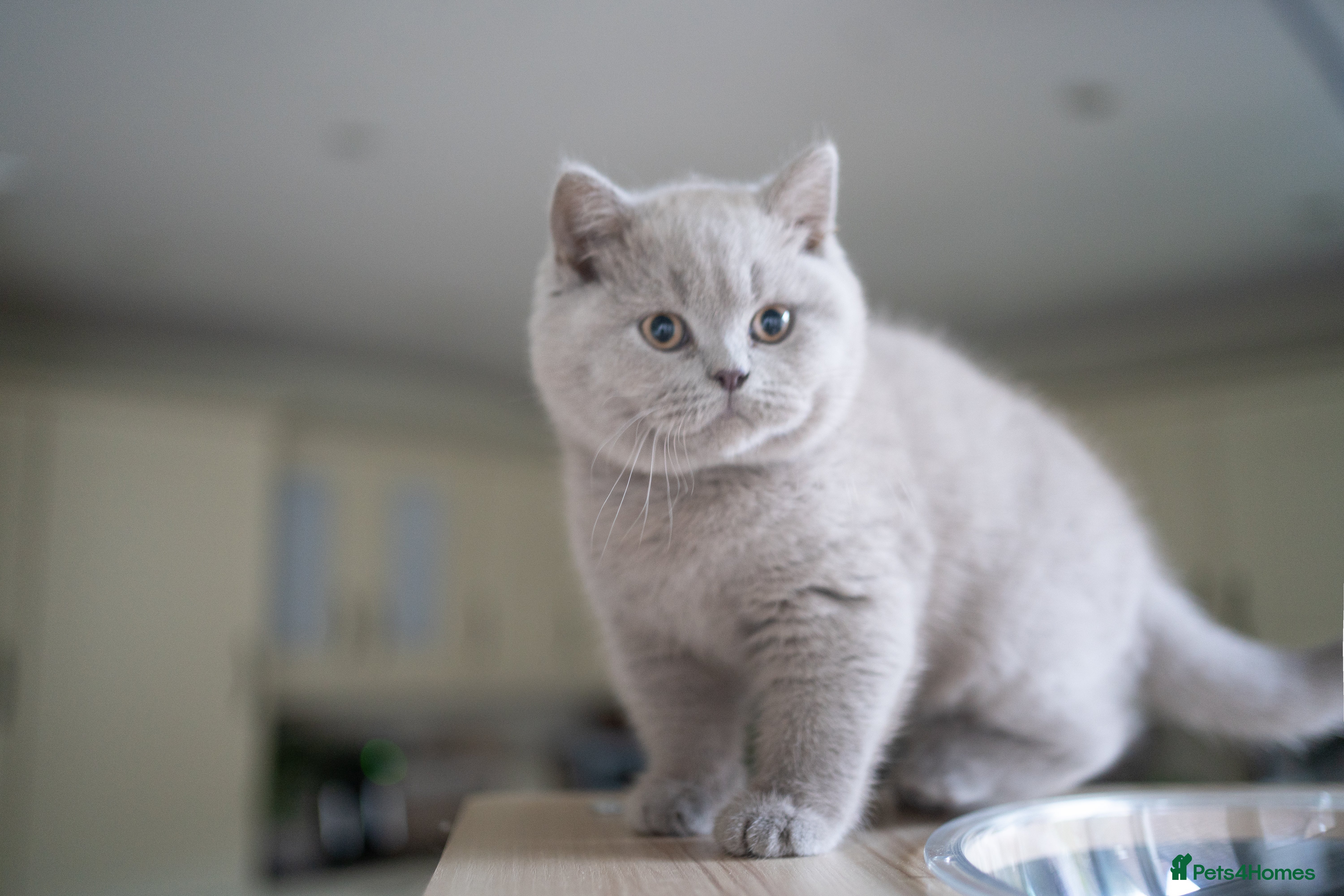 British Shorthair cats READY TO GO.Two lovely boys left  - Advert 1