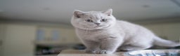 British Shorthair cats for sale: Two lovely boys left  - Advert 1