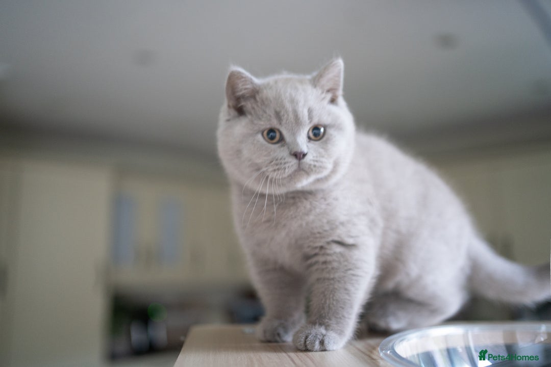 British Shorthair cats for sale: Two lovely boys left  - Advert 1