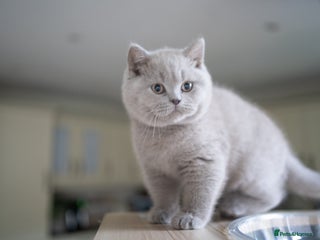 British Shorthair cats Two lovely boys left - Advert 1