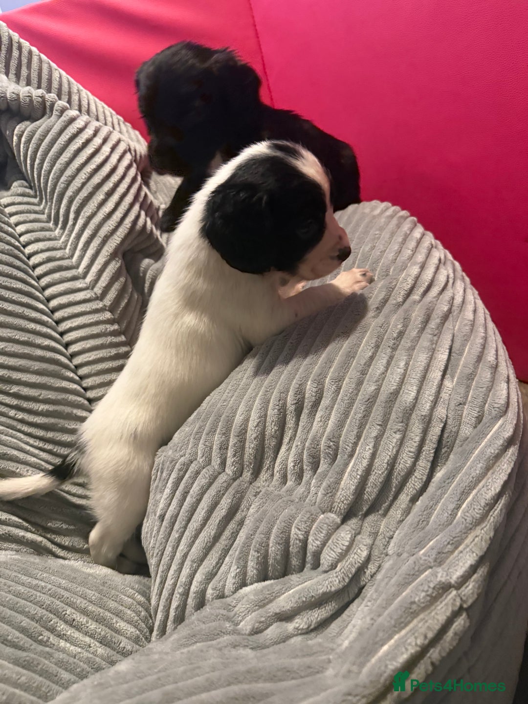 Sprocker dogs for sale: Stunning Sprocker puppies  - Advert 3