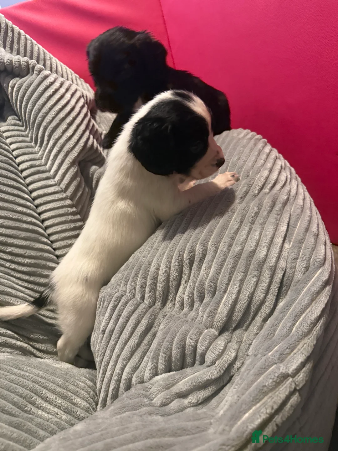 Sprocker dogs for sale: Sprocker puppies  - Advert 3