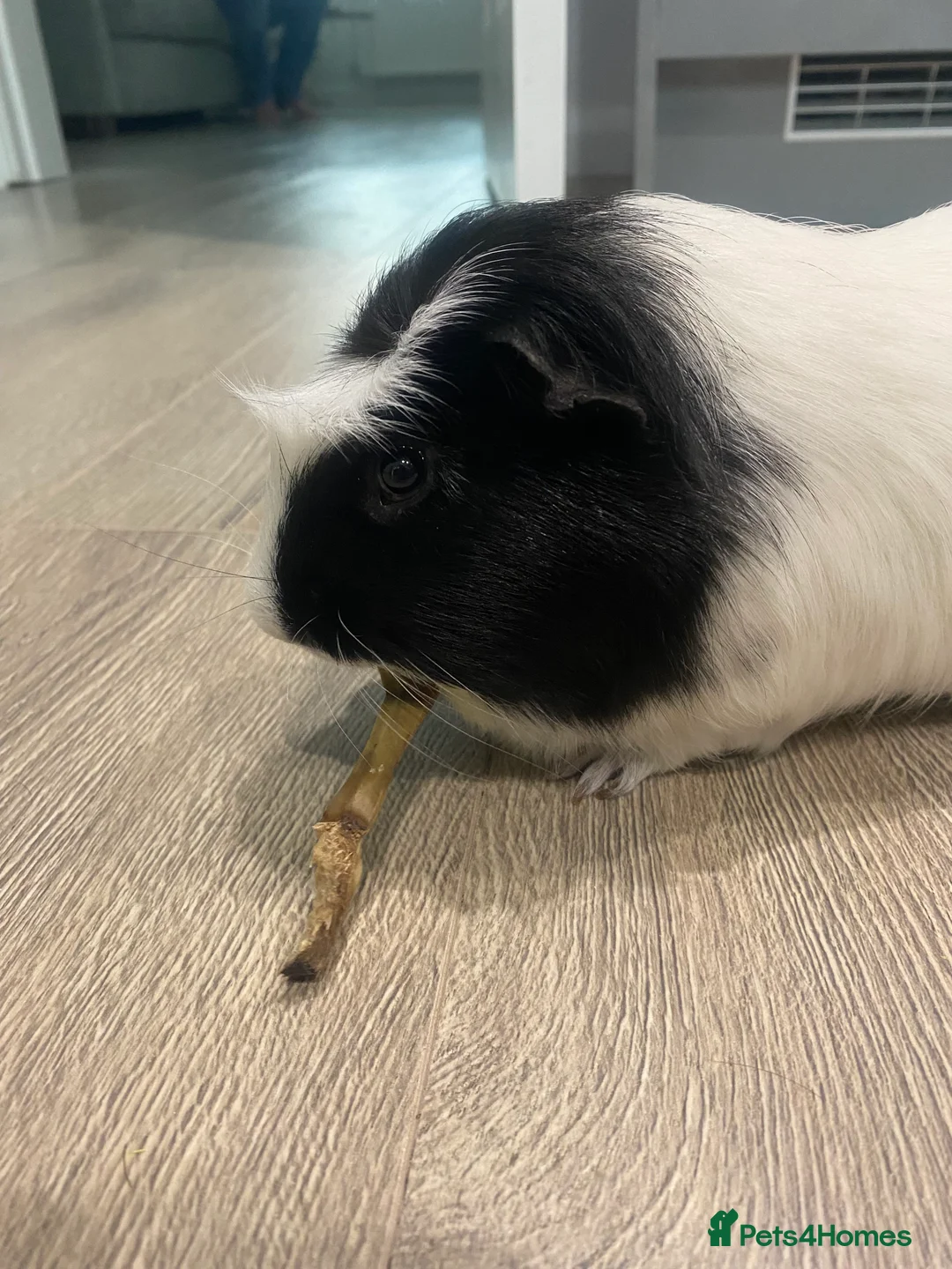 Guinea Pig rodents for sale: Male Guinea. Pig  - Advert 1