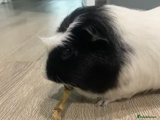 Guinea Pig rodents Male Guinea. Pig - Advert 2