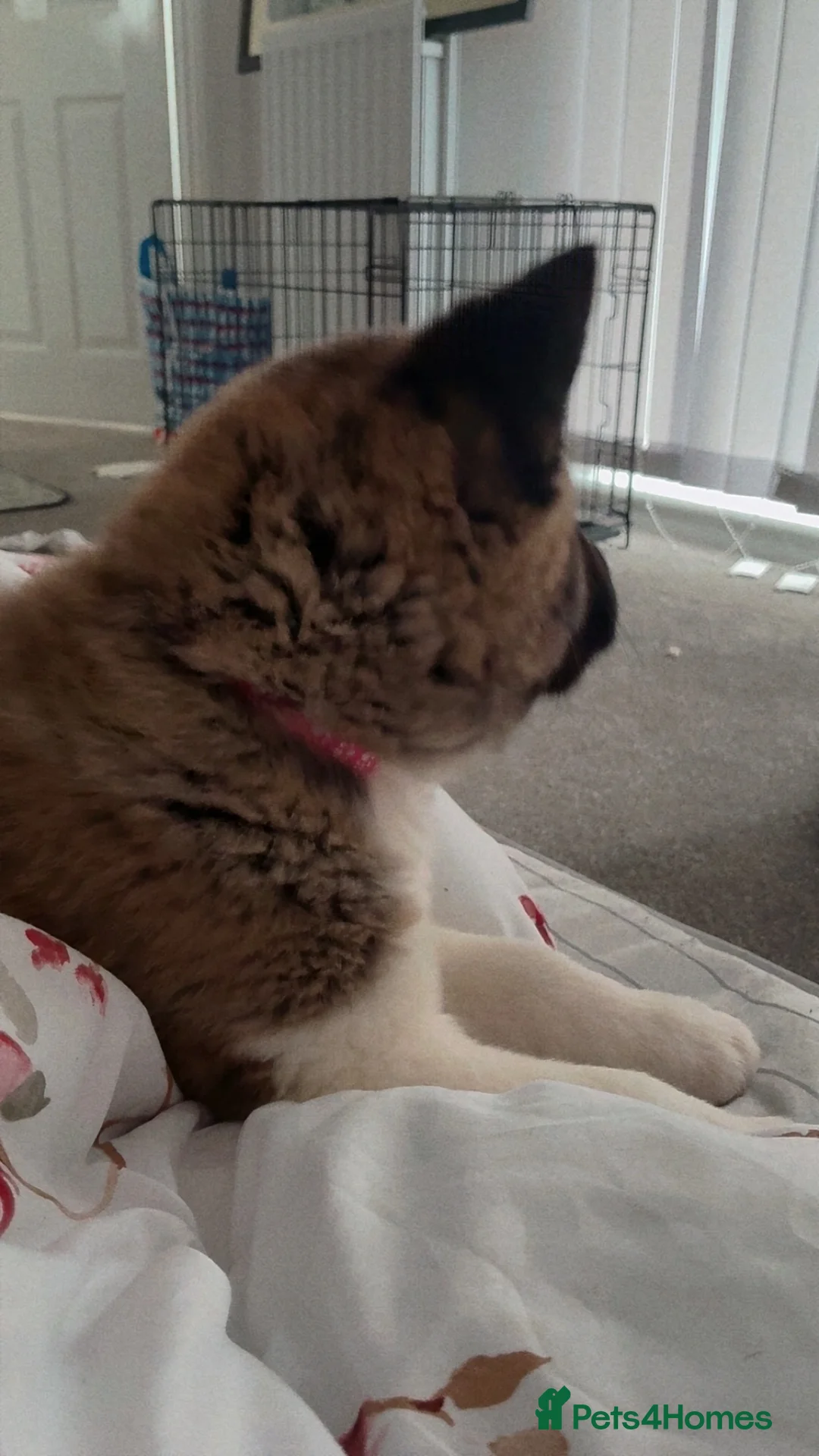 Akita dogs for sale: Likkle Sweetheart Akita Pup - Advert 5