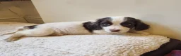 Cocker Spaniel dogs for sale: Last Chocolate Boy Ready Now  - Advert 23