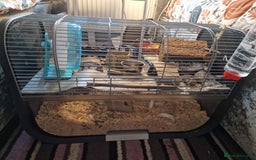 Hamster rodents for sale: STUNNING RUSSIAN HAMSTER 🐹  - Image 3