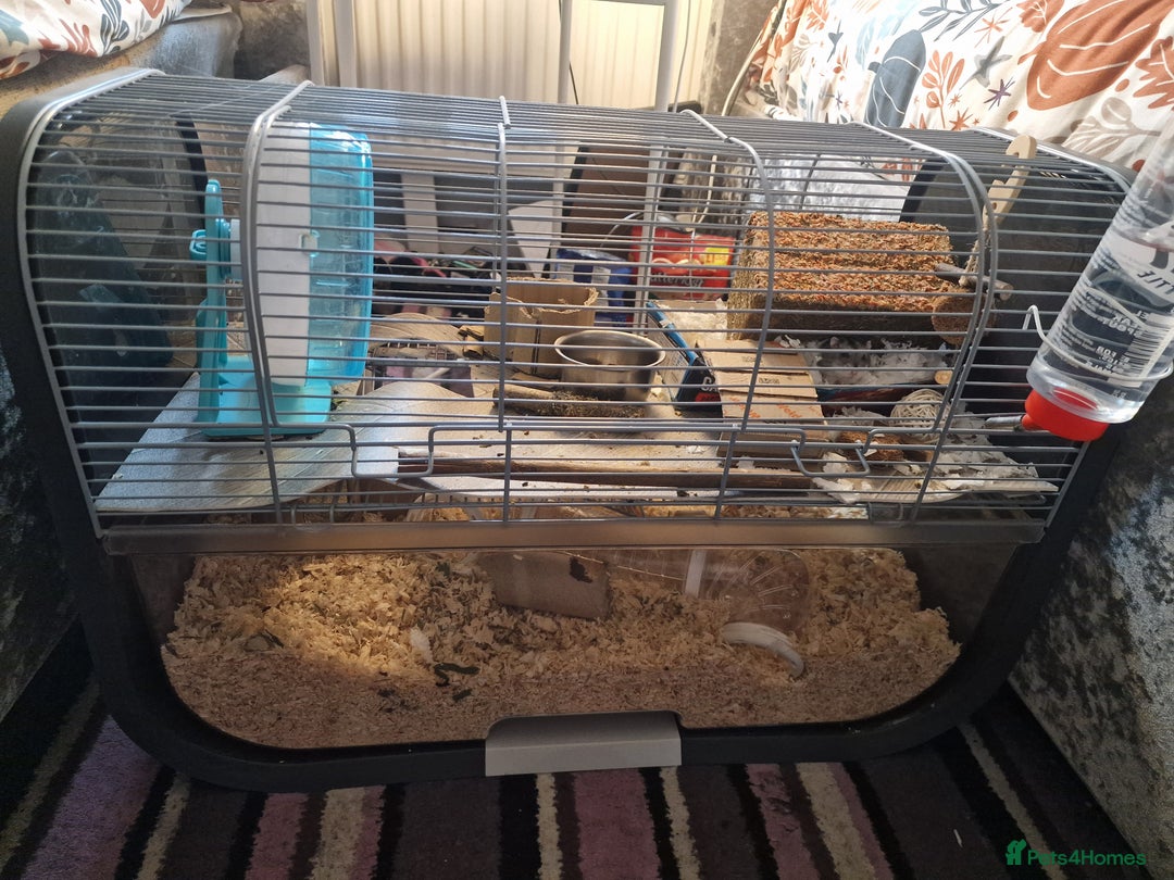 Hamster rodents for sale: STUNNING RUSSIAN HAMSTER 🐹  - Image 3