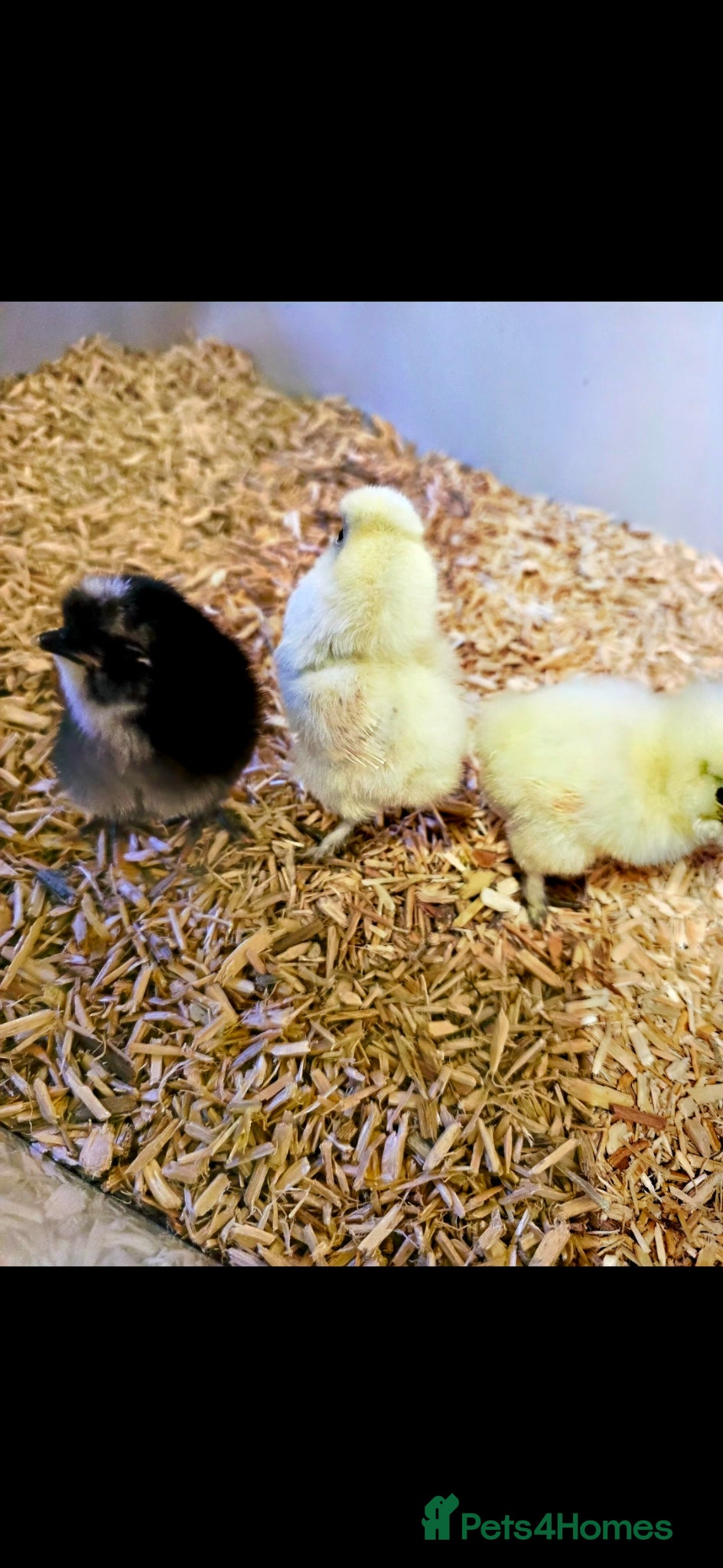 Chickens poultry for sale: Days old chicks available  - Advert 2