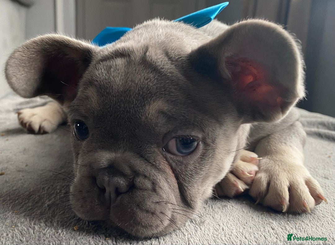 French Bulldog dogs for sale: French bulldog  puppies - Image 18