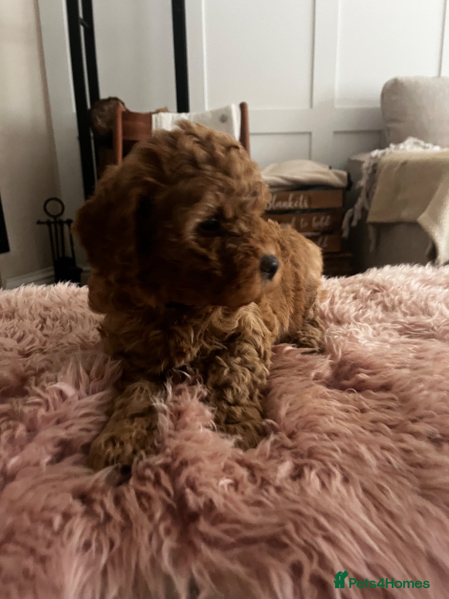 Cockapoo dogs Miniature f1b Cockapoo DNA clear 🐶  - Advert 2