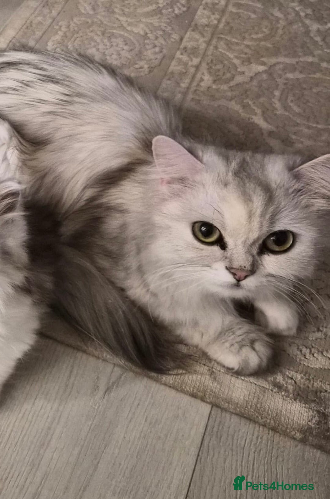 Persian cats for sale: Beautiful 1 male and 1 female kittens - Advert 6