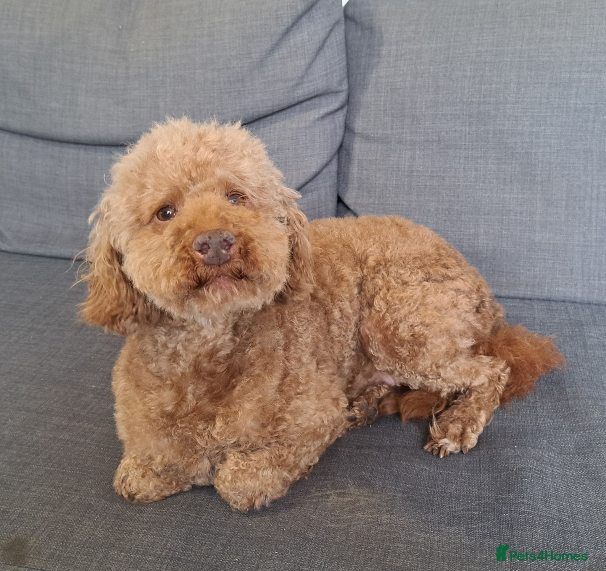 Miniature Poodle dogs  Miniature Poodle Stud Available - Advert 6