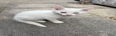 Turkish Angora 2