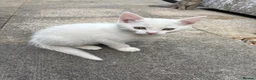 Turkish Angora cats for sale: 3 white and 2 black cats for sale in Oswestry - Advert 5