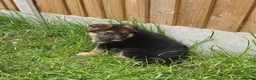 German Shepherd dogs for sale: German Shepherd Pups in Newcastle - Advert 6