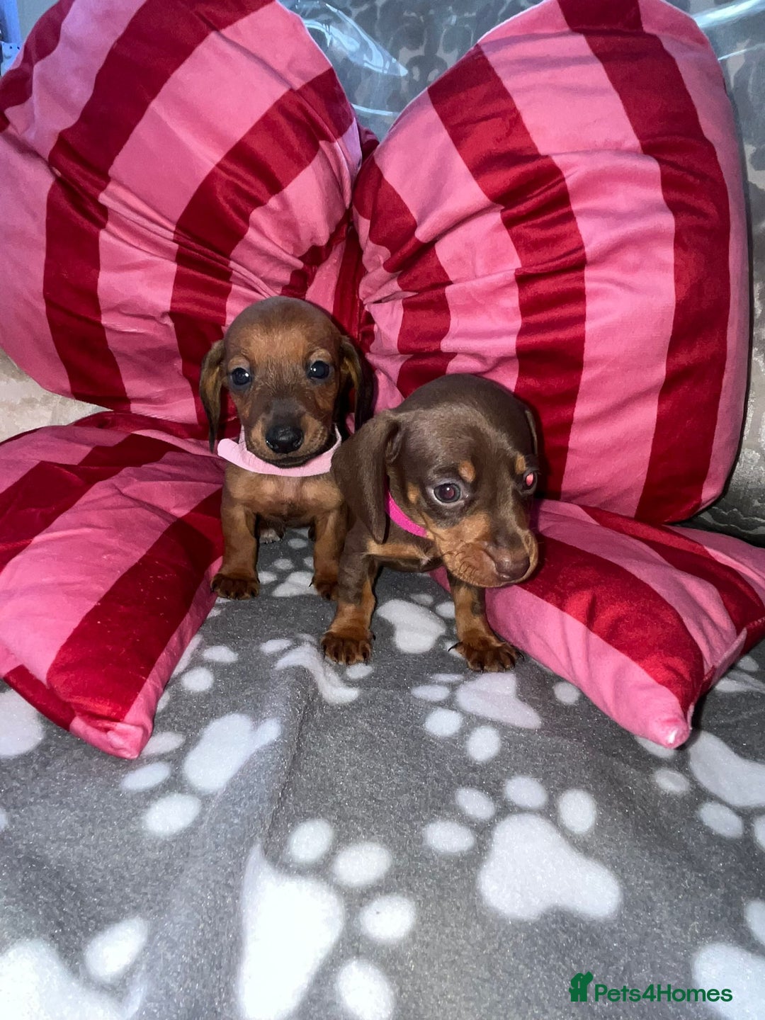 Dachshund dogs for sale: Dachshund puppies  - Image 12