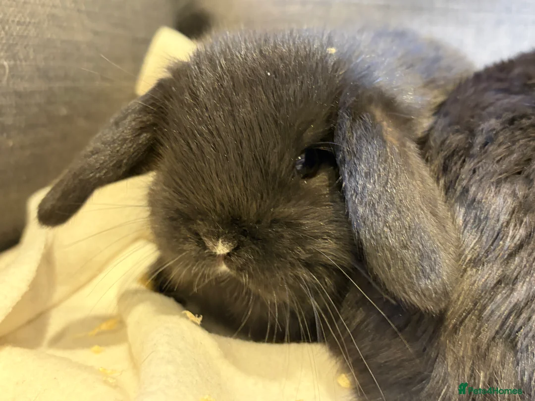 Mini Lop rabbits for sale: beautiful friendly mini lops  - Advert 6