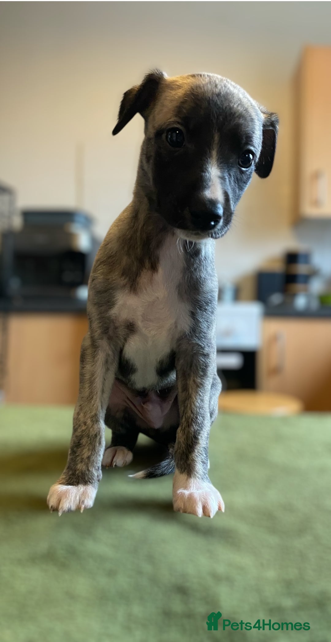 Whippet dogs for sale: 🐾✨ Exceptional Brindle Whippet Puppies✨🐾 - Advert 12