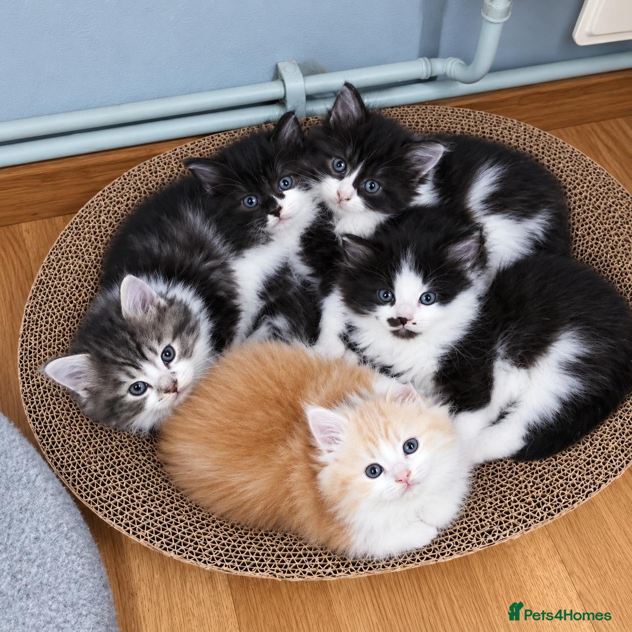 Maine Coon cats ¾ Maine coon kittens  - Advert 6