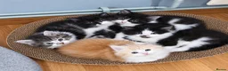Maine Coon cats for sale: ¾ Maine coon kittens  - Advert 5