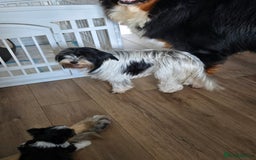 Mixed Breed dogs for sale: Biewer terriers pups - Image 2