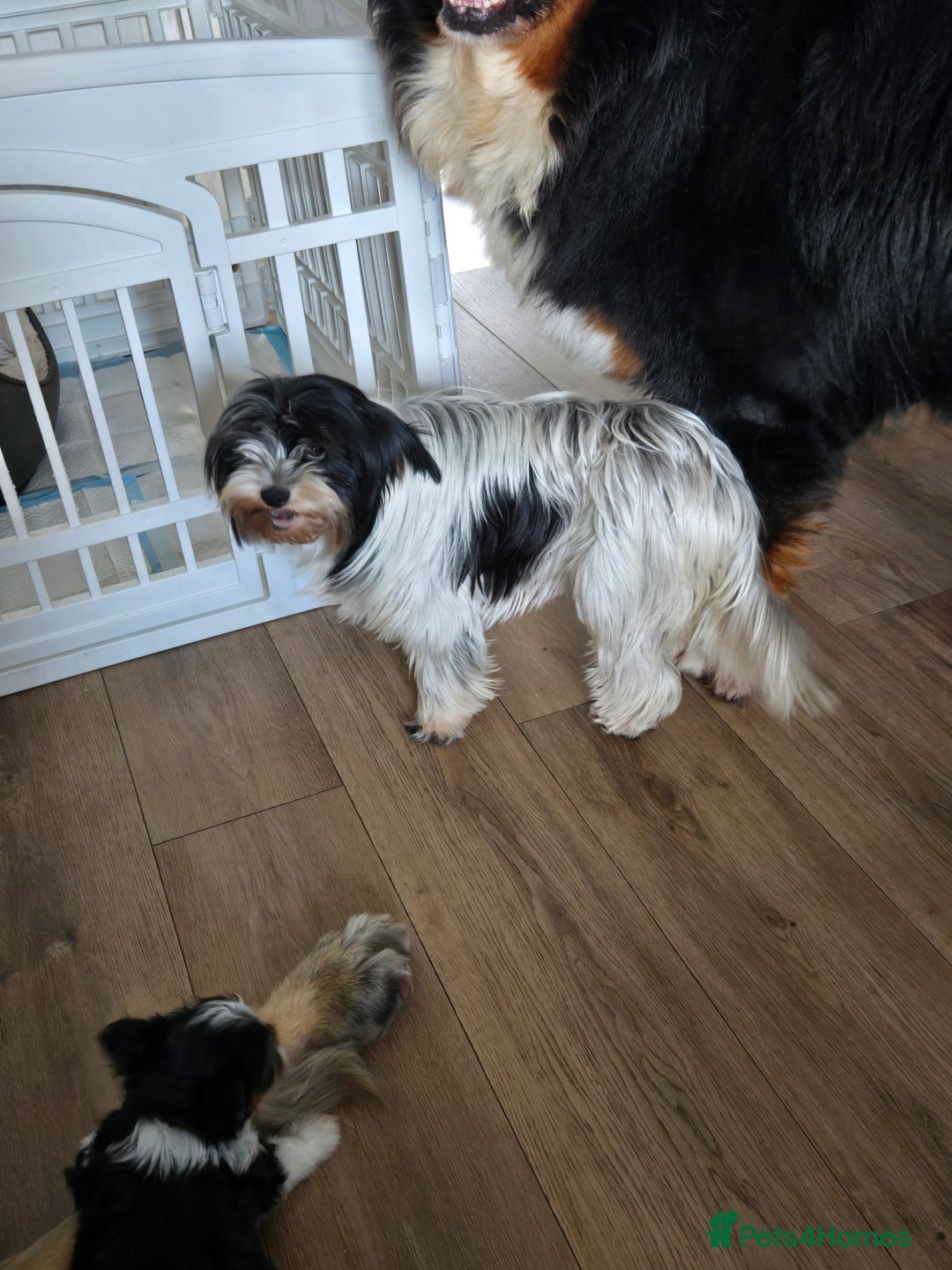 Mixed Breed dogs for sale: Biewer terriers pups - Image 2