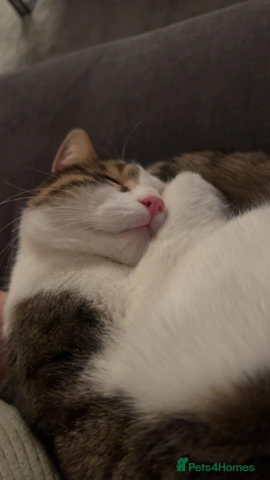 Brazilian Shorthair cats for sale: Brittle short hair for sale  - Advert 2