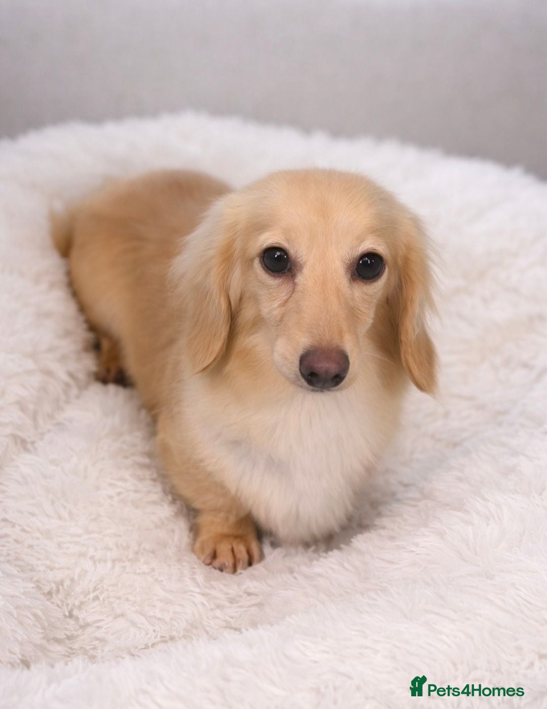 Miniature Dachshund dogs Beautful KC long hair cream girl - Advert 2