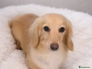 Miniature Dachshund dogs Beautful KC long hair cream girl - Advert 2